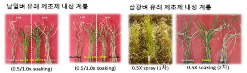 테라도 내성계통