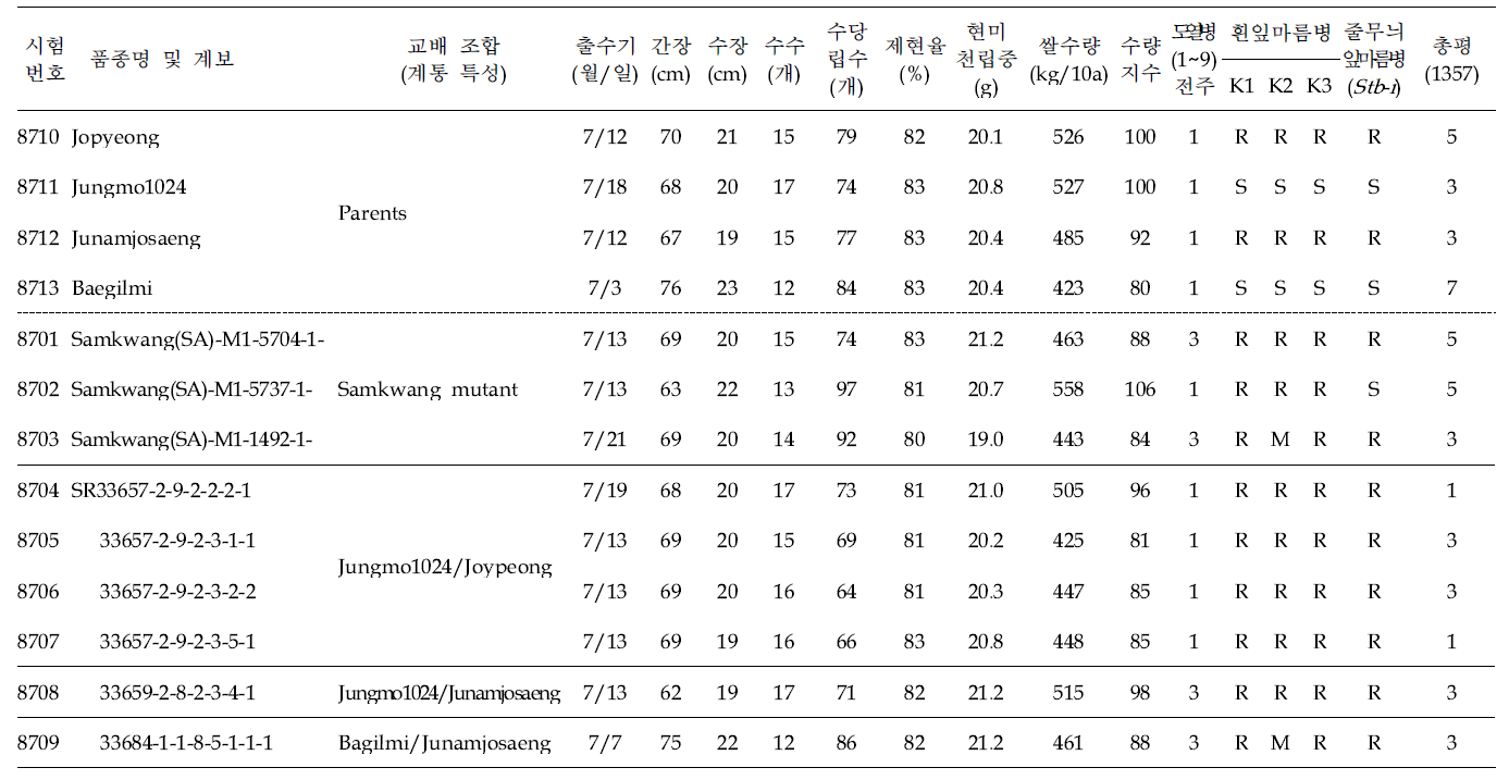 출수기·미질 변이 저감 육종소재 생산력(조기재배 PYT) 시험 결과요약 (4개 조합, 9개 계통; 3본식, 2반복, 100주 수확평가)