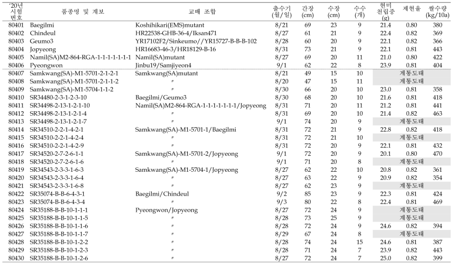 출수기·미질 변이 저감 육종소재 생산력(만기 OYT) 시험 결과요약 (1본식, 1반복, 40주 수확평가)