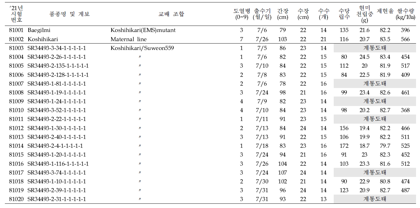 백일미/고시히카리 후대 도열병 저항성 계통 생산력(조기 OYT) 시험 결과요약 (1본식, 1반복, 40주 수확평가)