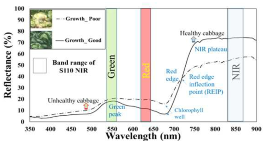 작황이 좋은 배추와 좋지 않은 배추의 분광반사 특성과 UAV 이미지 데이터의 파장 범위 비교