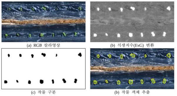 식생지수(ExG)를 이용한 작물 객체 추출 과정