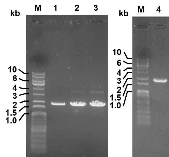 tdc 유전자의 PCR 증폭 결과. Lane 1, EflTDC; lane 2, EfmTDCa; lane 3: EfmTDCb; lane 4, LbTDC