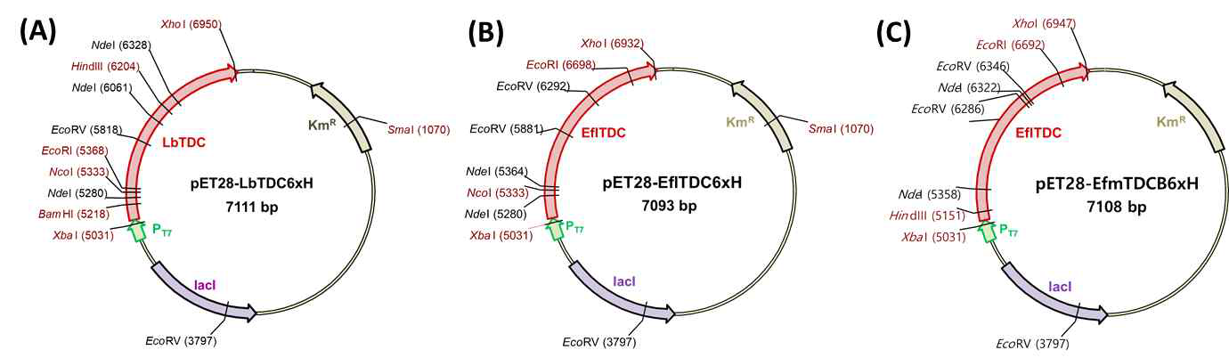 Tyrosine decarboxylase 유전자를 pET28a벡터에 클로닝한 재조합 플라스미드의 제한효소 지도