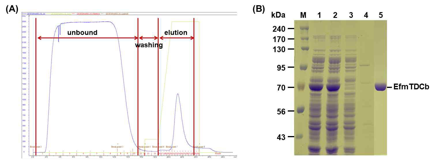 EfmTDCb의 정제 결과. (A) Ni-NTA affinity chromatography의 크로마토그램, (B) SDS-PAGE 분석 결과; Lane M, size marker; lane 1, 세포파쇄액 내 총 단백질 분획; lane 2, 조효소액 내 수용성 단백질 분획; lane 3, 정제 중 unbound fraction; lane 4, 정제 중 washing fraction; lane 5, 정제 중 elution fraction