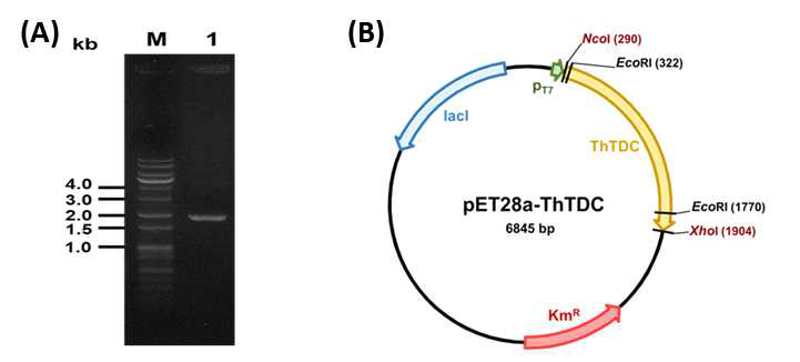 T. halophilus 유래 tdc 유전자 클로닝 (A) T. halophilus 유래 tdc 유전자의 PCR 증폭 결과. Lane M, size marker; lane 1, ThTDC 유전자 PCR 결과물, (B) ThTDC 유전자를 pET28a벡터에 클로닝한 재조합 플라스미드, pET28-ThTDC6xH의 제한효소 지도