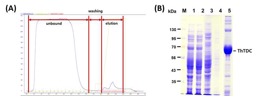 ThTDC 정제 결과. (A) Ni-NTA affinity chromatography의 크로마토그램, (B)SDS-PAGE 분석 결과; Lane M, size marker; lane 1, 세포파쇄액 내 총 단백질 분획; lane 2, 조효소액 내 수용성 단백질 분획; lane 3, 정제 중 unbound fraction; lane 4, 정제 중 washing fraction; lane 5, 정제 중 elution fraction