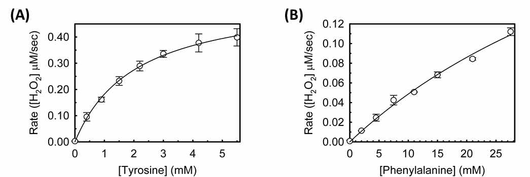 Kinetics를 통한 EfmTDCb의 기질특이성 분석 결과. (A) 티로신을 기질로 한 kinetics 결과 (B) 페닐에틸아민을 기질로 한 kinetics 결과. 분석조건 (100 mM Sodium acetate buffer (pH 5.5), 5.5 mM 아미노산 기질, 0.2 mM PLP, 35℃)