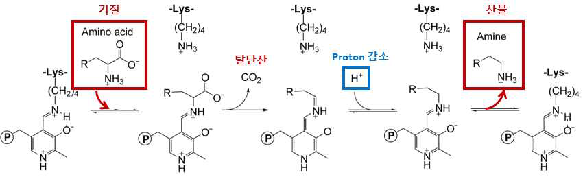 PLP-의존형 amino acid decarboxyalse의 반응메카니즘