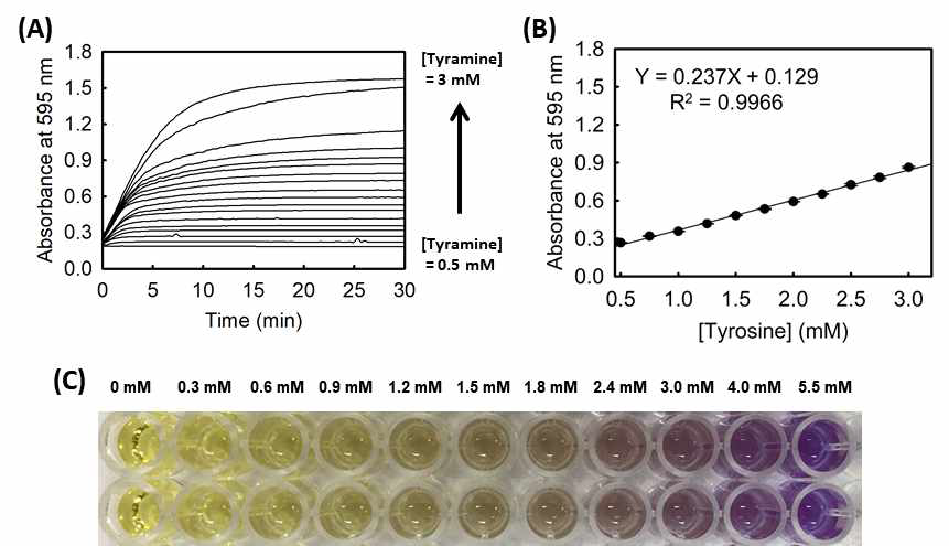 TDC 효소반응을 이용한 티로신 검출 결과. (A) 반응 30분간 흡광도 변화, (B) 티로신 농도에 대한 흡광도 표준곡선, (C) 티로신 함량에 따른 TDC 반응 후 색 변화