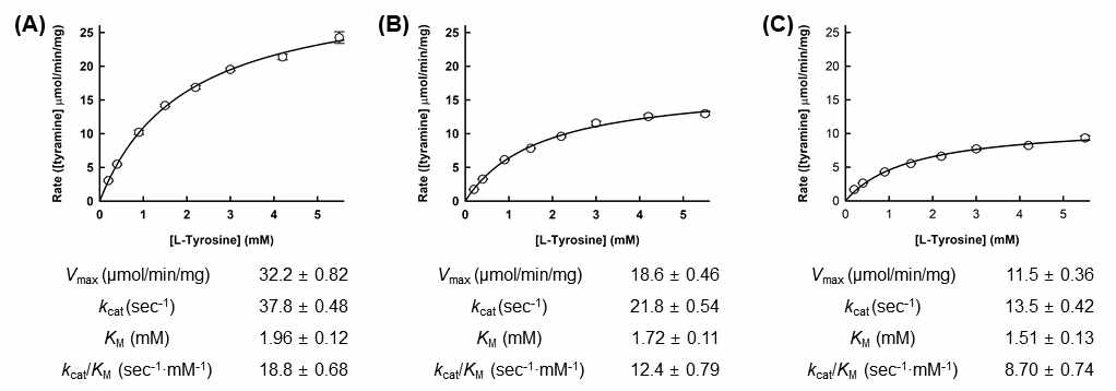 티로신 탈탄산효소의 효소활성측정방법에 따른 EfmTDC의 L-티로신에 대한 kinetics 분석 비교. (A) 100 mM NaOAc 완충용액(pH 5.5)을 이용한 반응액의 HPLC assay, (B) 2.5 mM MES 완충용액(pH 5.5)을 이용한 반응액의 HPLC assay, (C) 2.5 mM MES 완충용액(pH 5.5)을 이용한 반응액의 pH indicator assay