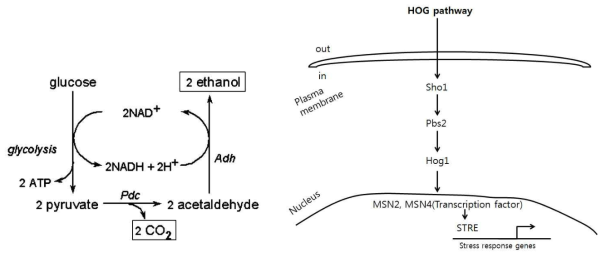 스트레스 반응 관여 전사인자 Msn2/Msn4와 관련한 HOG 신호전달 경로