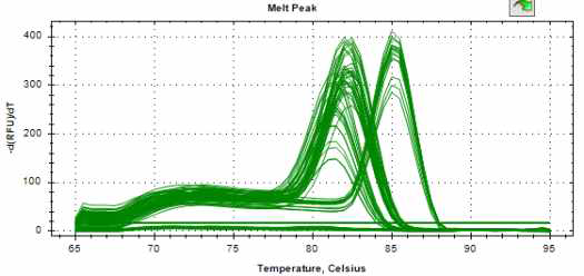 Real-time PCR(melting curve) 분석결과(Set 1, Gradient 55~65℃)