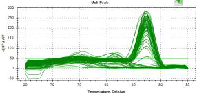 Real-time PCR(melting curve) 분석결과(16S rRNA 55.7℃)