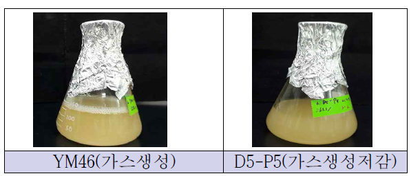 효모 플라스크 배양 결과