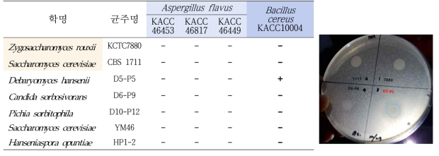 분리 효모균주의 길항작용 시험 결과