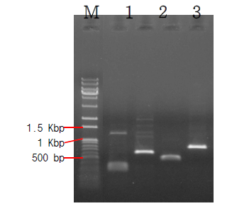 Degenerate primer를 이용한 Lactobacillus brevis KB290 유전체로부터 tdc 유전자 검출 Lane M, size marker; lane 1, PCR with DEC5-F and Dec3-R; lane 2, PCR with DEC5-F and TDC-R; lane 3, PCR with TDC-F and Dec3-R; lane 4, PCR with TDC-F and TDC-R