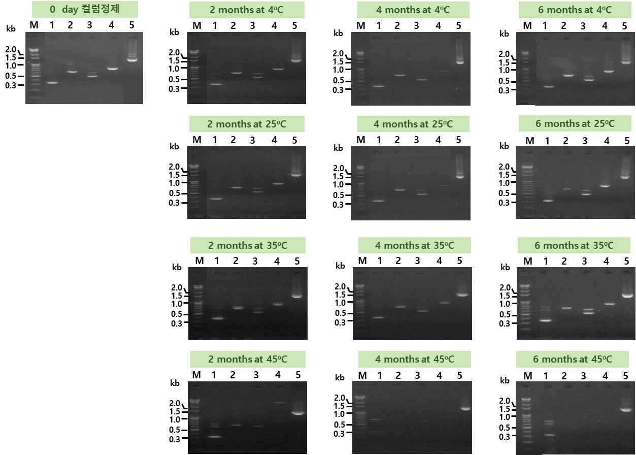 AD1의 저장 조건 별 시료에서 추출한 메타지놈을 이용한 G(+) tdc 유전자 검출. Lane M, size marker; lane 1, PCR with DEC5-F and Dec3-R; lane 2, PCR with DEC5-F and TDC-R; lane 3, PCR with TDC-F and Dec3-R; lane 4, PCR with TDC-F and TDC-R; lane 5, 16s rRNA PCR using 27F and 1492 primer set