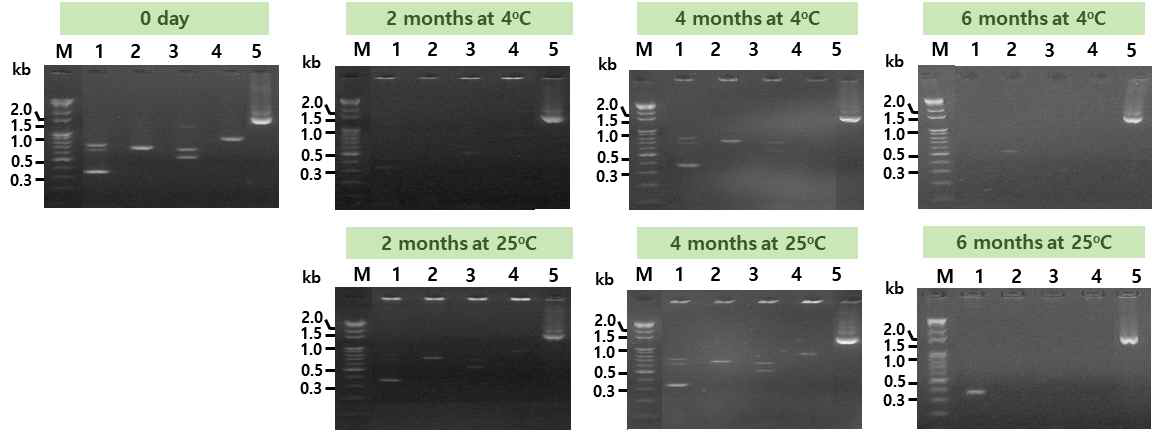 AD3의 4℃ 및 25℃ 저장 중 시료에서 추출한 메타지놈을 이용한 G(+) tdc 유전자 검출. Lane M, size marker; lane 1, PCR with DEC5-F and Dec3-R; lane 2, PCR with DEC5-F and TDC-R; lane 3, PCR with TDC-F and Dec3-R; lane 4, PCR with TDC-F and TDC-R; lane 5, 16s rRNA PCR