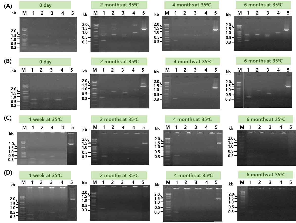 유통 된장 시료의 35℃ 저장기간 별 추출한 메타지놈을 이용한 G(+) tdc 유전자 검출. (A) BD1; (B) BD2; (C) CD1; (D) CD2. Lane M, size marker; lane 1, PCR with DEC5-F and Dec3-R; lane 2, PCR with DEC5-F and TDC-R; lane 3, PCR with TDC-F and Dec3-R; lane 4, PCR with TDC-F and TDC-R; lane 5, 16s rRNA PCR