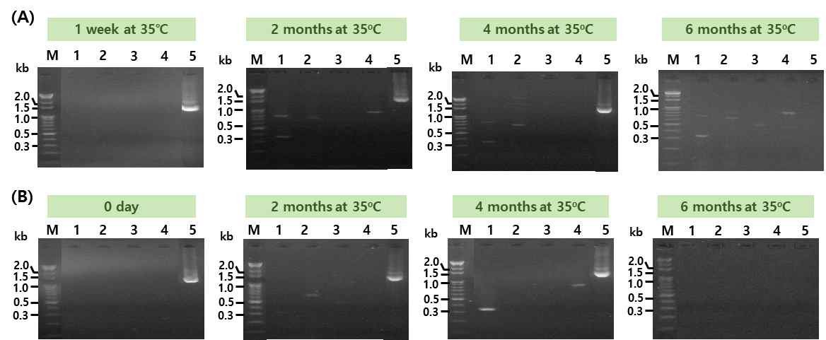청국장 시료의 35℃ 저장기간별 추출한 메타지놈을 이용한 G(+) tdc 유전자 검출. (A) DC; (B) EC; Lane M, size marker; lane 1, PCR with DEC5-F and Dec3-R; lane 2, PCR with DEC5-F and TDC-R; lane 3, PCR with TDC-F and Dec3-R; lane 4, PCR with TDC-F and TDC-R; lane 5, 16s rRNA PCR
