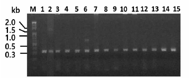 프라이머 DEC5-F 과 DEC3-R을 이용한 touchdown PCR을 통해 G(+) tdc 유전자 검출 결과. Lane M, size marker; lane 1, AD1; lane 2, AD2; lane 3, AD3; lane 4, AG1; lane 5, AG2; lane 6, BD1; lane 7, BD2; lane 8, BG1; lane 9, BG2; lane 10, CD1; lane 11, CD2; lane 12, CG; lane 13, DC; lane 14, EC; lane 15, FG