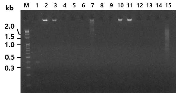 Touchdown PCR을 통해 G(+) tdc 유전자 검출 결과. Lane M, size marker; lane 1, AD1; lane 2, AD2; lane 3, AD3; lane 4, AG1; lane 5, AG2; lane 6, BD1; lane 7, BD2; lane 8, BG1; lane 9, BG2; lane 10, CD1; lane 11, CD2; lane 12, CG; lane 13, DC; lane 14, EC; lane 15, FG