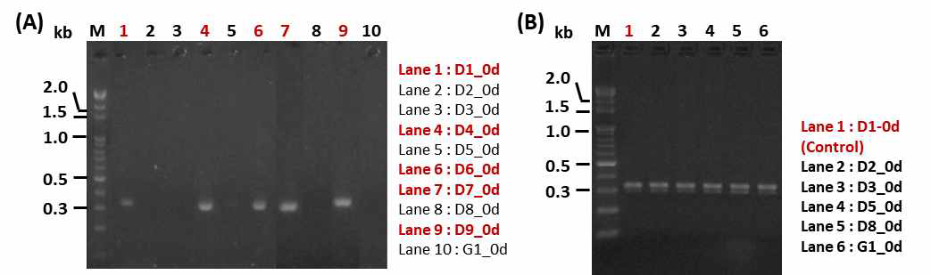 재래식 된장 및 간장 시료에서 추출한 메타지놈을 이용한 tdc 검출 결과(A) ExTaq polymerase를 이용한 PCR 결과, (B) Mgea HiFi_mastermix를 이용한 PCR 결과