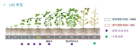 콩 생육 시기별 생육 특성 조사