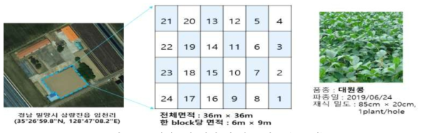 실험포장 설계 및 파종 정보 (2019년)