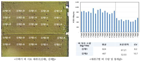 시험포장의 벼 수량 분포(2019년)