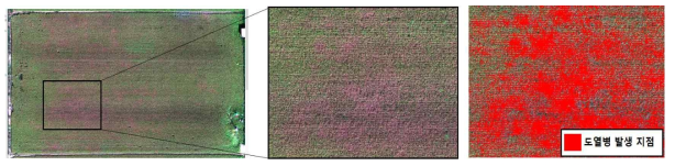 무인비행체 영상 활용 도열병 발생분포 지도 작성
