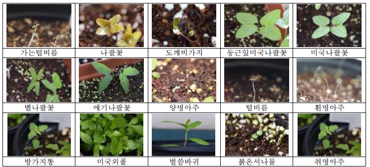 외래잡초 유식물단계와 생육기식물 단계에서의 스펙트럼을 수집하기 위한 단계별 사진