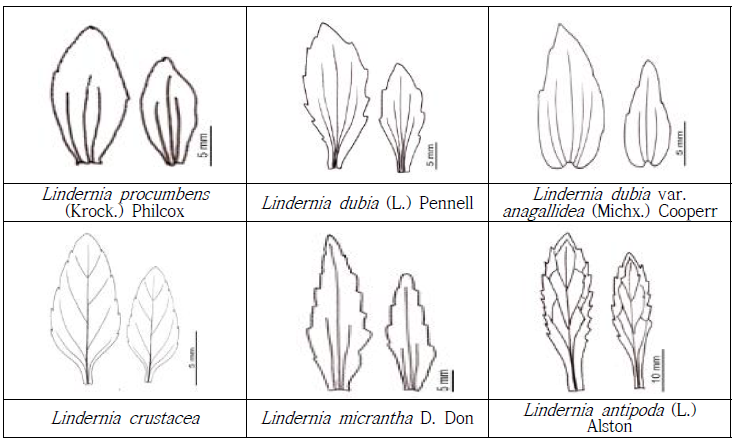 외풀속 잎의 비교