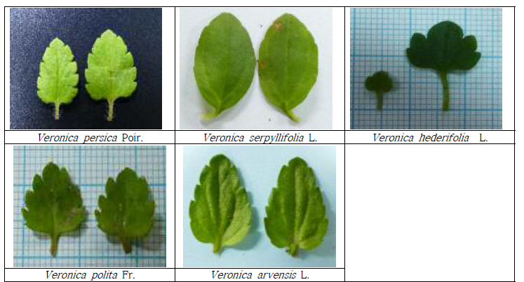 개불알풀속 잎의 비교