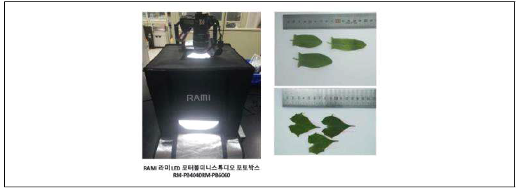 잎 채집 후 LED광원 포토박스를 활용한 표준광 촬영(왼쪽)과 이미지분석 소프트웨어를 이용한 잎 이미지의 양적형질 조사(오른쪽)