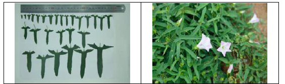 애기메꽃(Calystegia hederacea Wall.)