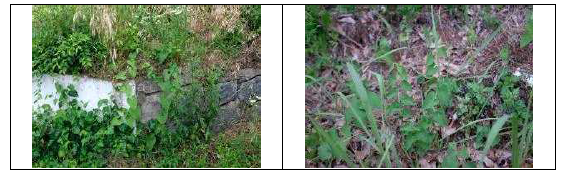 쥐방울덩굴(Aristolochia contorta Bunge)