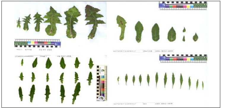 방가지똥속(Sonchus), 망초속(Conyza) 종들의 잎 양적 이미지