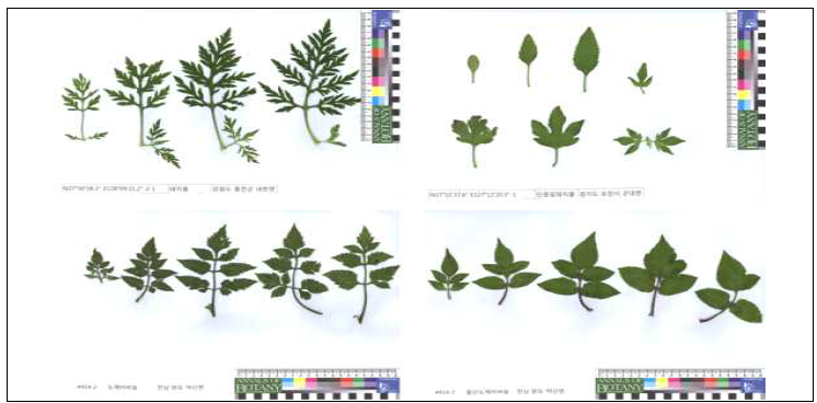 돼지풀속(Ambrosia), 도깨비바늘속(Bidens) 종들의 잎 양적 이미지