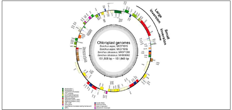 Merged gene map of four weedy Sonchus chloroplast genomes of two accessions each of S.asper and S. oleraceus that were sequenced in this study