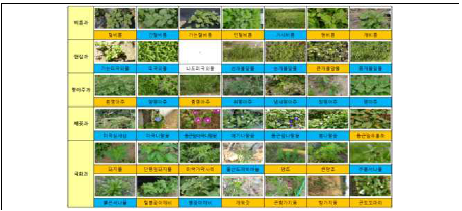 외래잡초 영상 DB 확장 1차년도(오렌지 색)→2차년도(파란색)