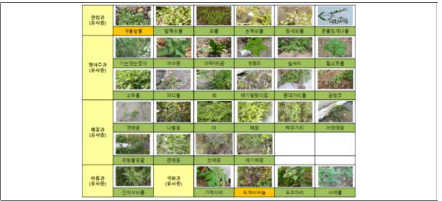 외래잡초 영상 DB 확장 1차년도(오렌지 색)→2차년도(녹색)