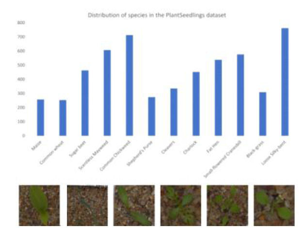 Plant Seedling 데이터셋