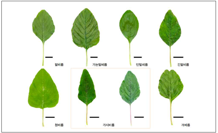 국내 분포 비름속 잡초 잎 질적형질 사진 비교