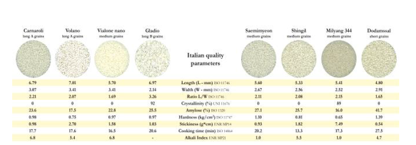 국내 및 이탈리아 현지 쌀알 모양 및 특성