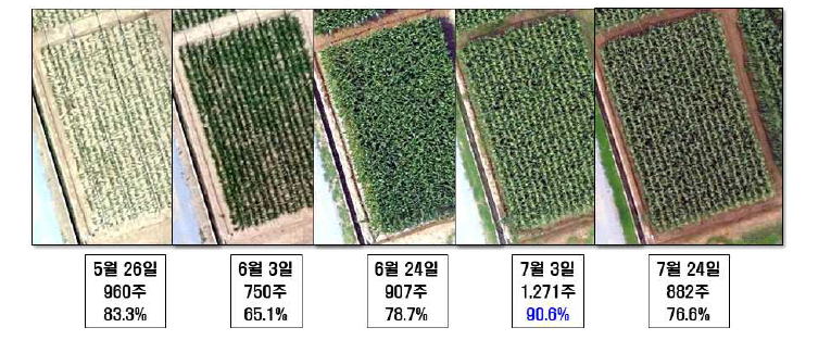 생육시기별 옥수수 주수 추정 정확도