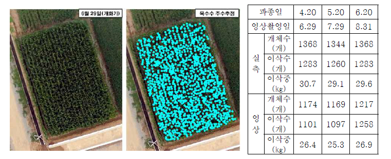 파종시기별 개체수 분석