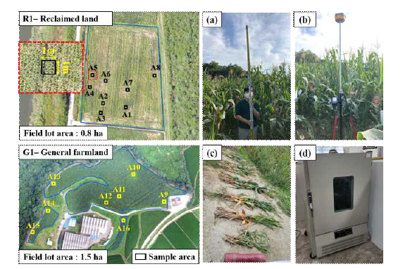 간척지(R1) 및 일반 농지(G1) 사일리지용 옥수수 재배 지역의 표본 추출 구간, (a)는 옥수수 높이 측정방법, (b)GPS-RTK를 사용하여 측정 지점 조사, (c) 생체중을 측정하기 위해 채취한 샘플, (d) 실험실 건조 오븐