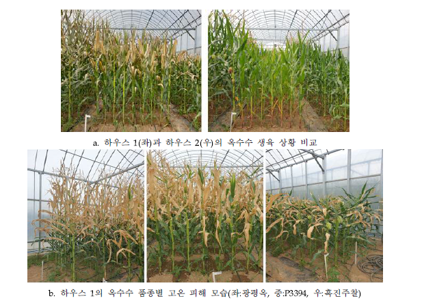 극고온 노출에 의한 하우스 1의 옥수수 생육 피해 상황